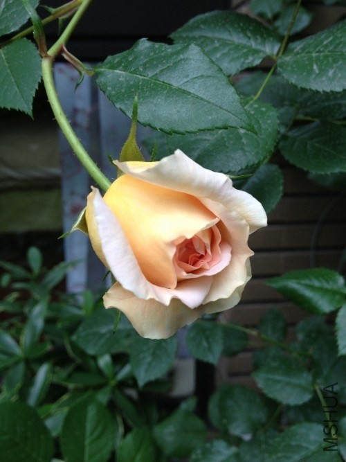 �����Ļ�������