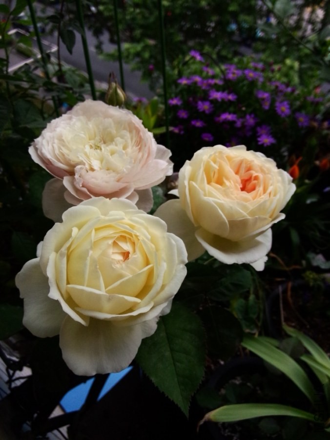 IMG20140504100640.jpg