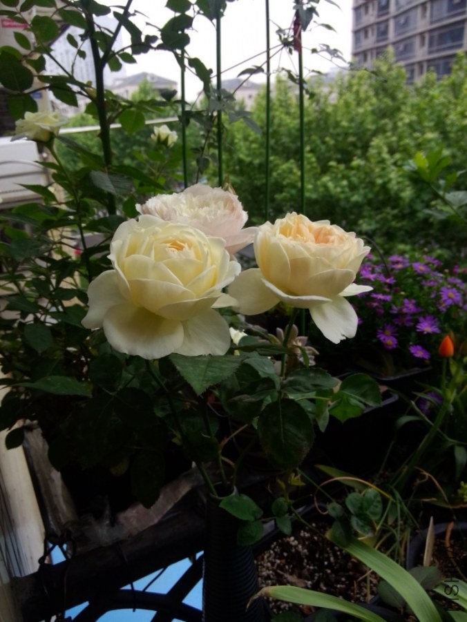 IMG20140504100732.jpg