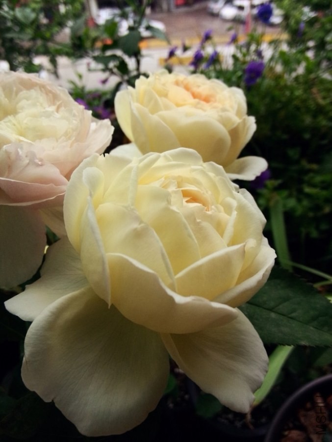 IMG20140504100742.jpg