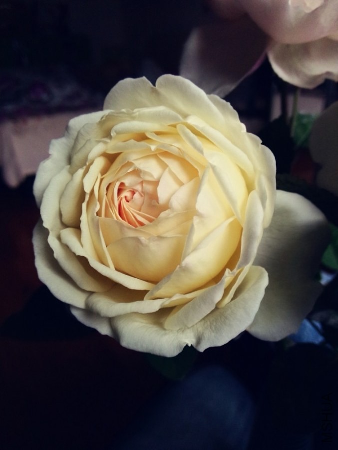 IMG20140504130508.jpg
