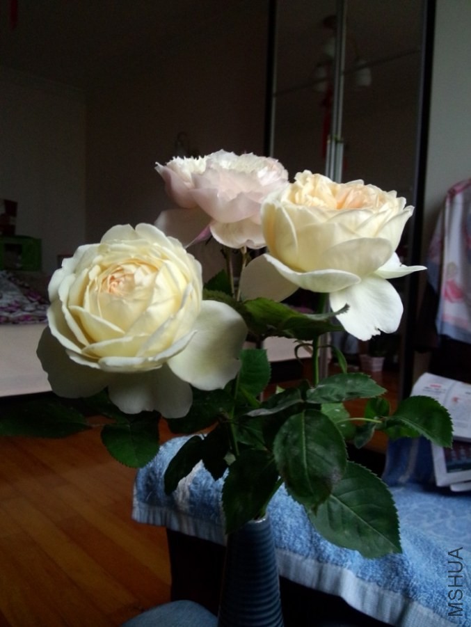 IMG20140504130537.jpg