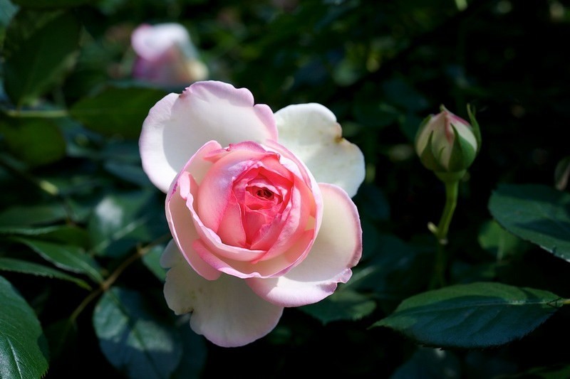 ������С SPR_9037.jpg