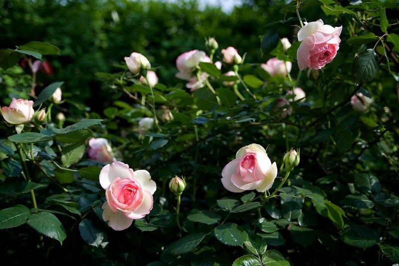 ������С SPR_9070.jpg