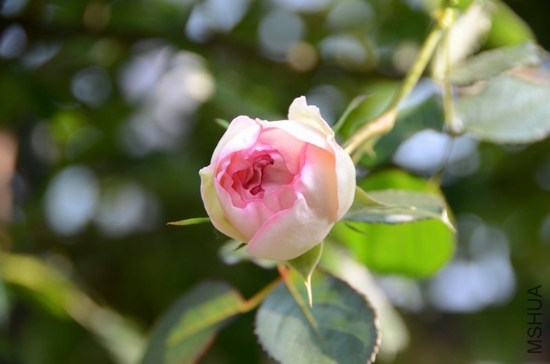 ������С USA_0359.jpg