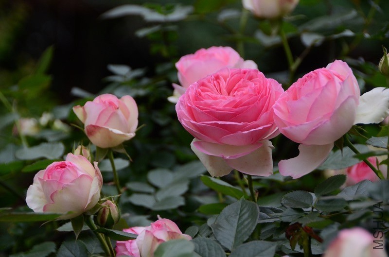 ������С USA_0477.jpg