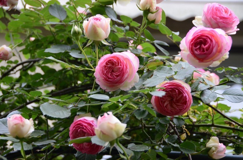 ������С USA_0479.jpg