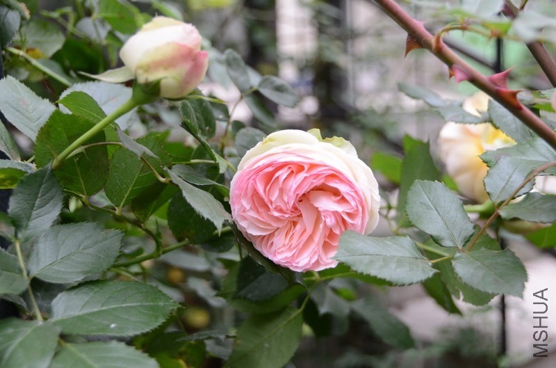 ������С USA_0533.jpg