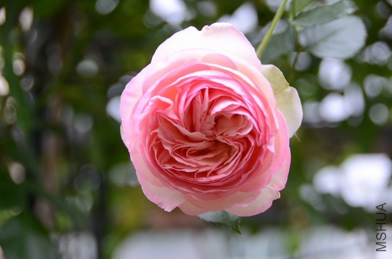 ������С USA_0536.jpg