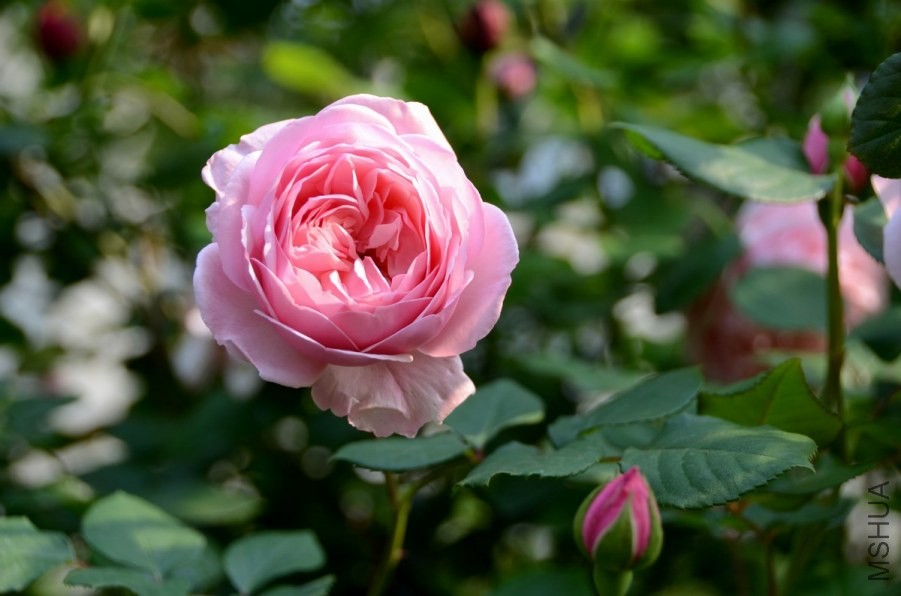 ������С �����ع� USA_0368.jpg