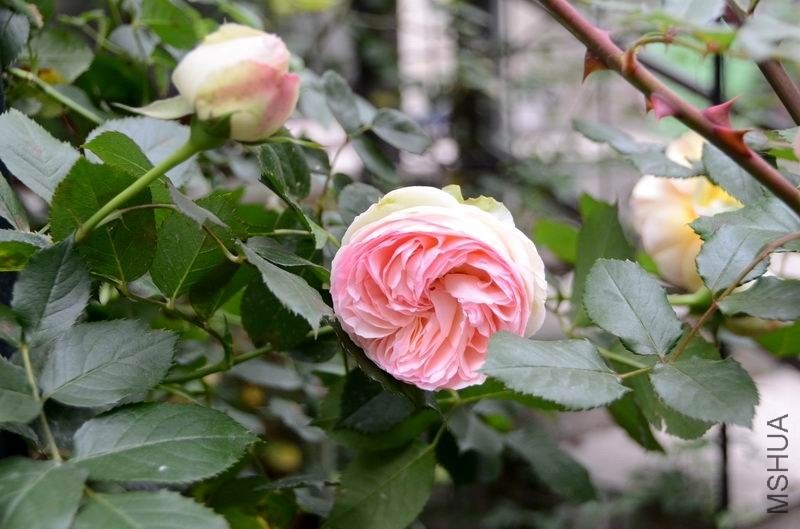 �����ع� ������С USA_0533.jpg