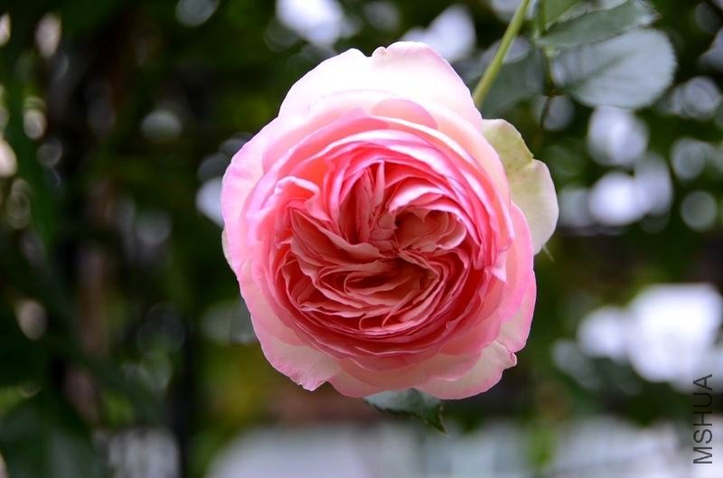 �����ع� ������С USA_0536.jpg