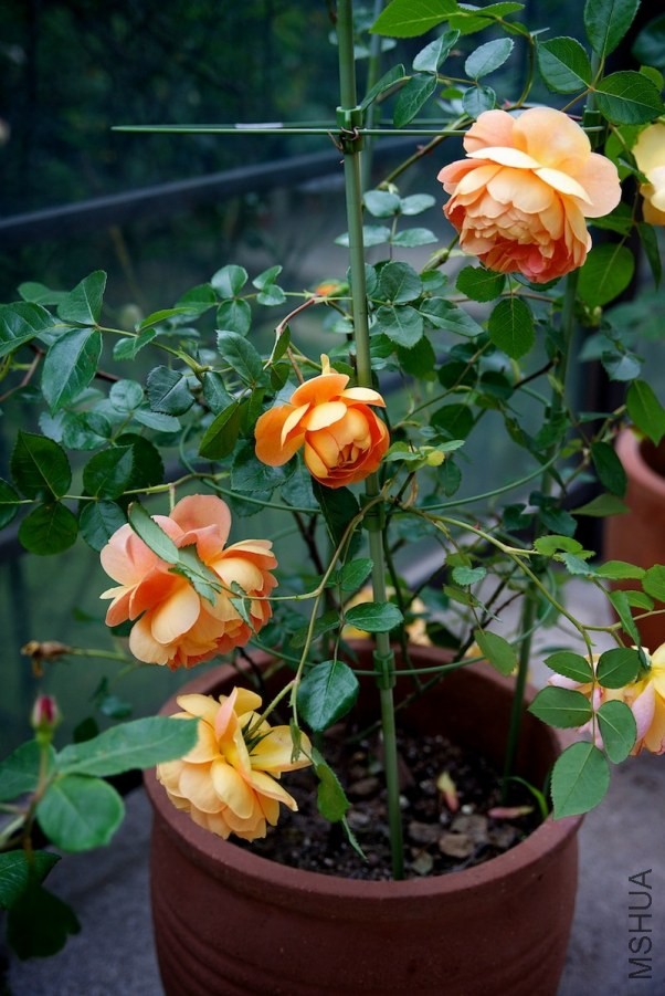 ������С SPR_9119.jpg