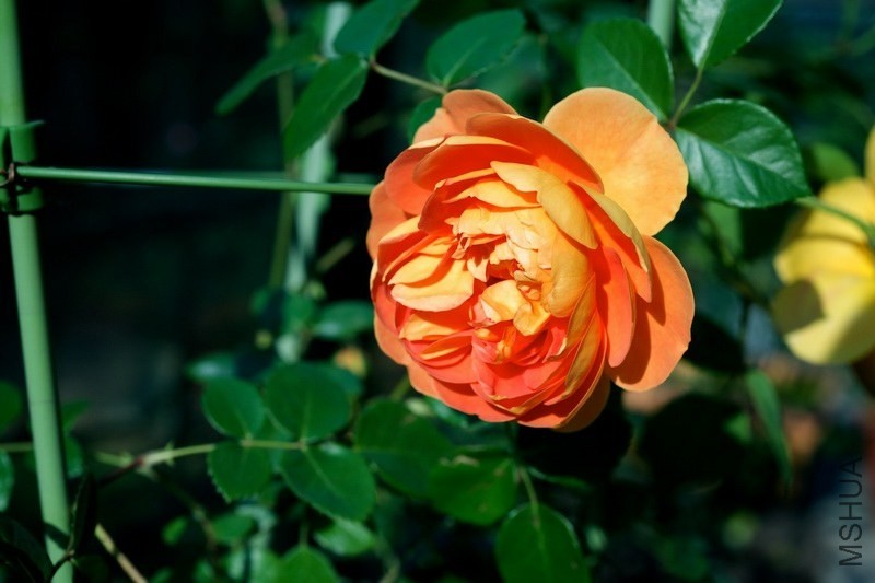 ������С SPR_8983.jpg