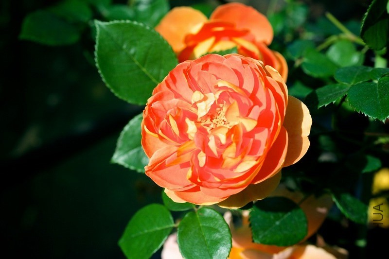 ������С SPR_8984.jpg