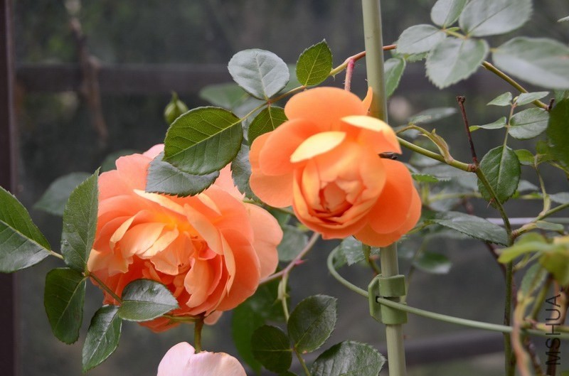 ������С USA_0424.jpg