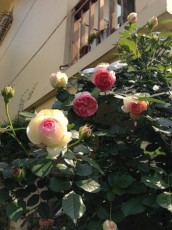 ������ɳ��ʯ20140502 012.JPG