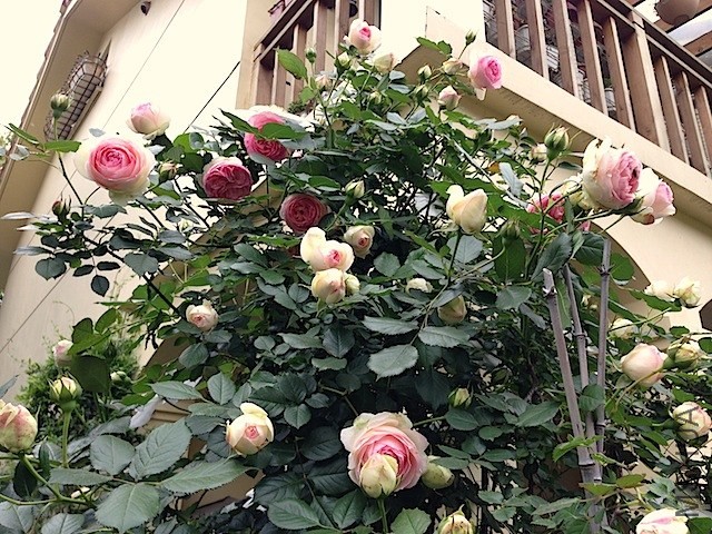 ������ɳ��ʯ20140503 042.JPG