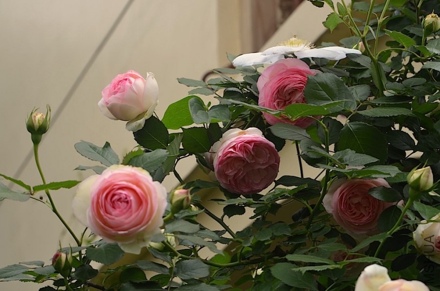 ������ɳ��ʯ20140503 018.JPG