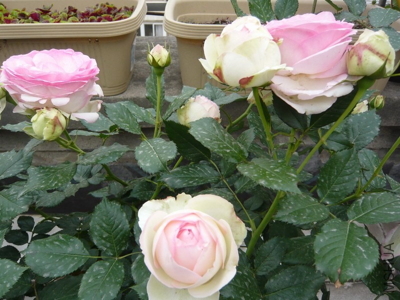 P1030762.lJPG.JPG