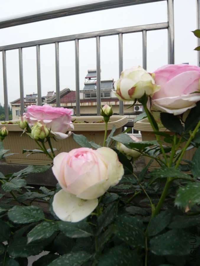 P1030764.lJPG.JPG