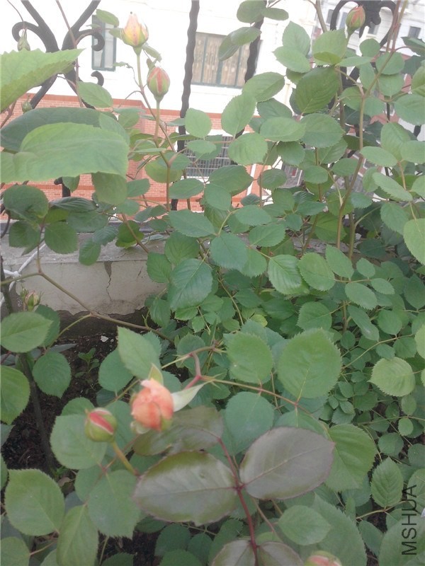 IMG20140429018.jpg
