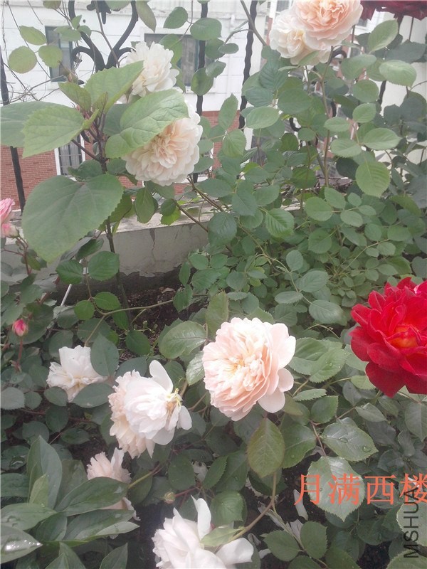 IMG20140504015.jpg