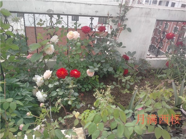 IMG20140504017.jpg