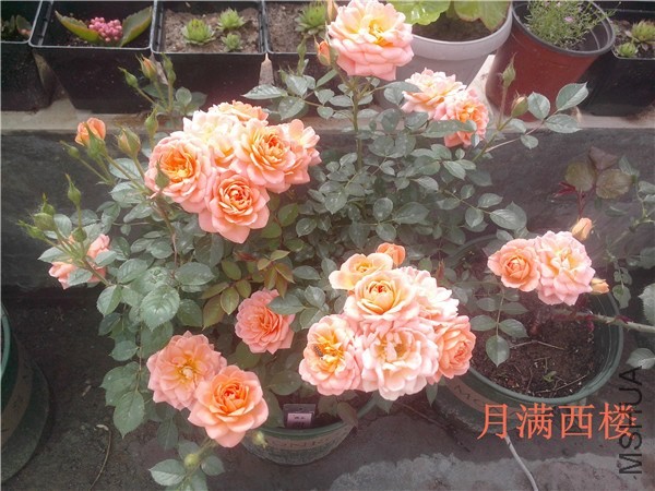 IMG20140504007.jpg