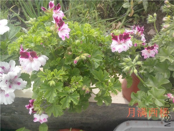 IMG20140504019.jpg
