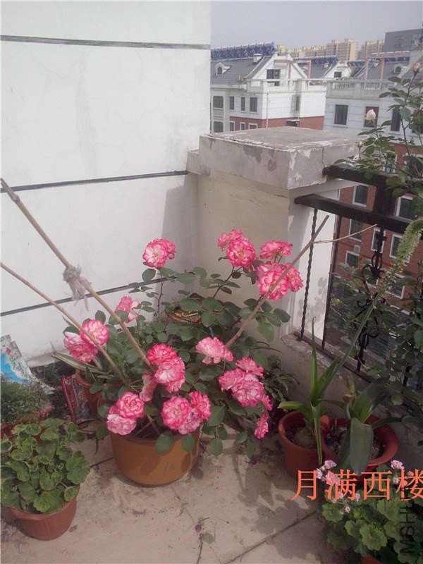 IMG20140504023.jpg
