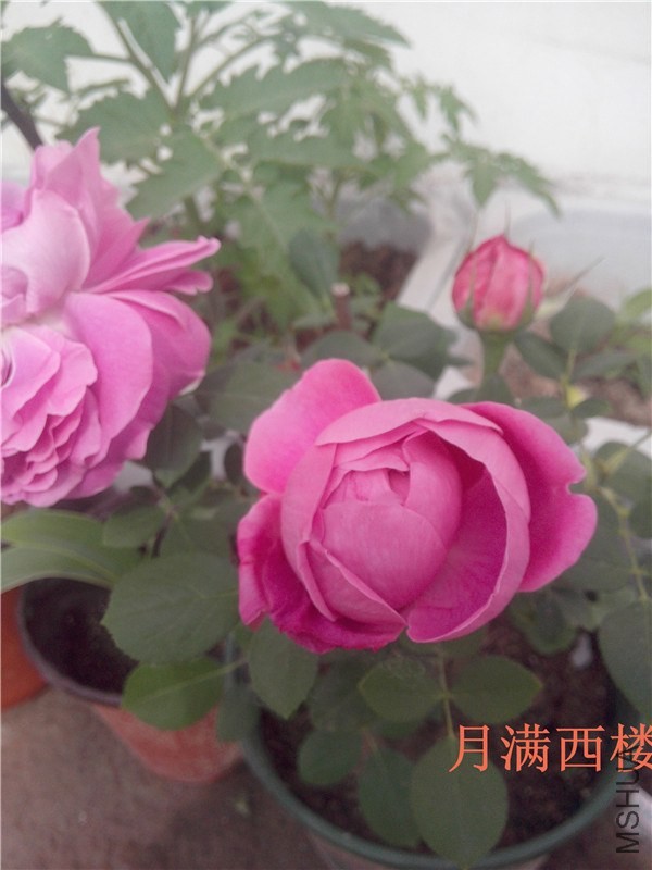 IMG20140504011.jpg