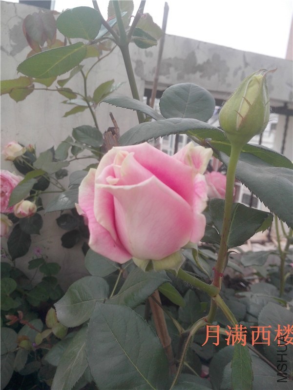 IMG20140504006.jpg