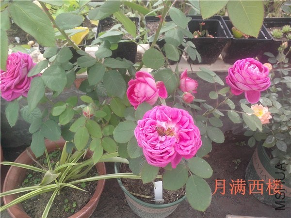 IMG20140504010.jpg