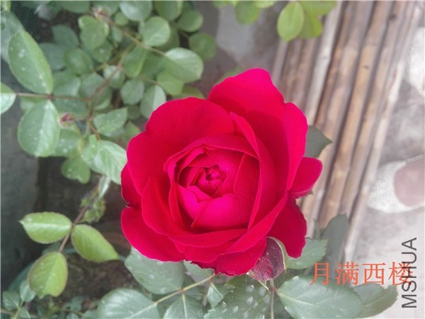 IMG20140504008.jpg