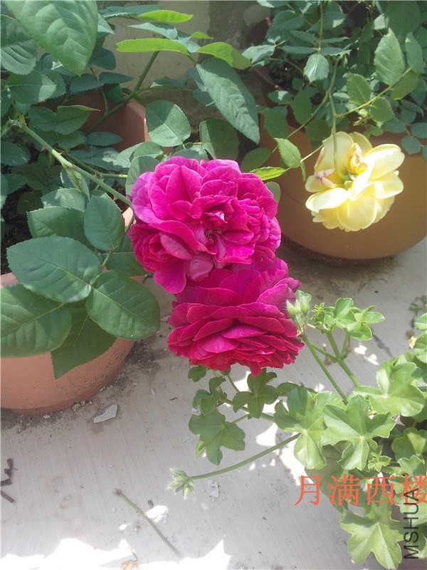 IMG20140430014.jpg