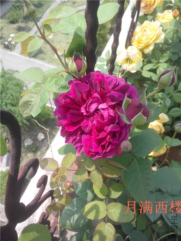 IMG20140430015.jpg