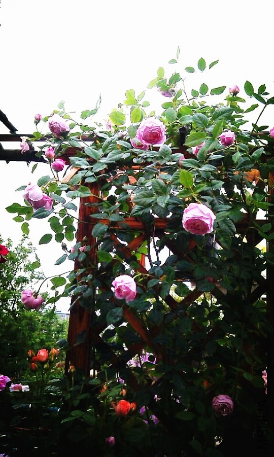 QQͼƬ20140504175103.jpg