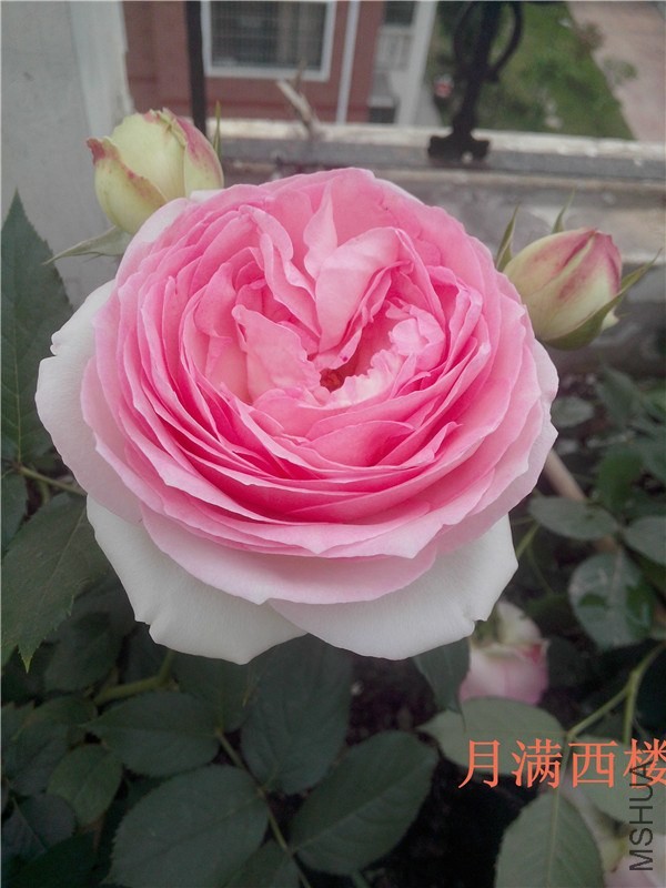 IMG20140504002.jpg