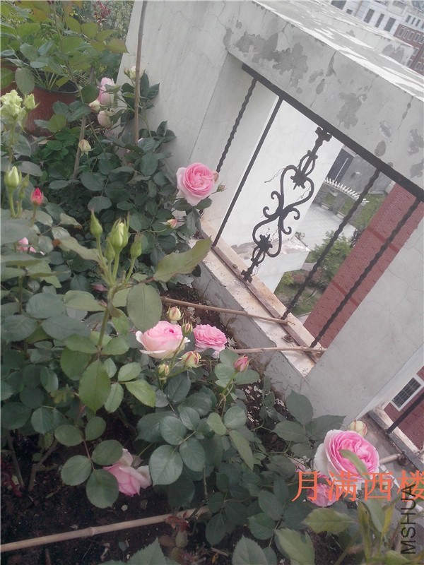 IMG20140504003.jpg