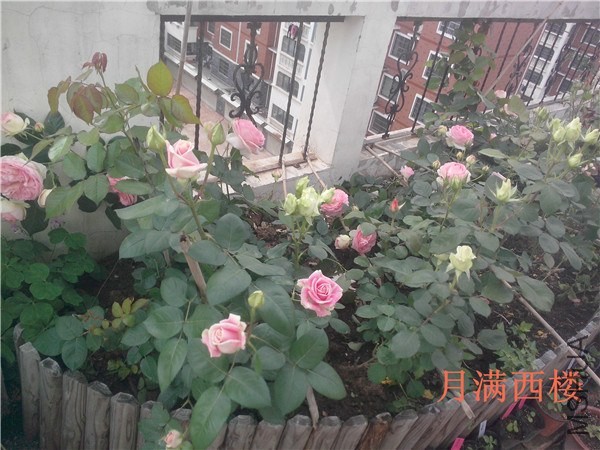 IMG20140504020.jpg