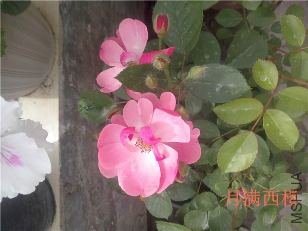 IMG20140504009.jpg