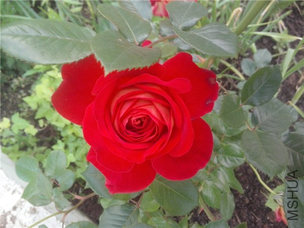 IMG20140429007.jpg