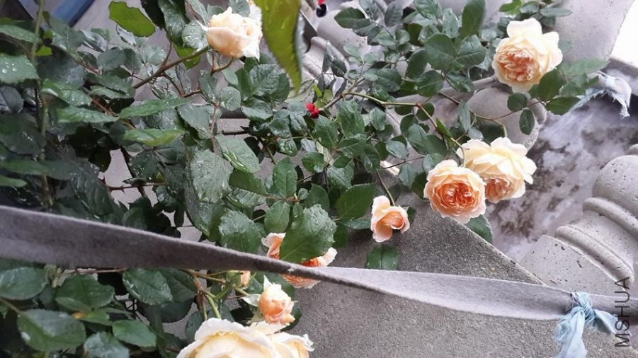 ���������紵�Ķ��������