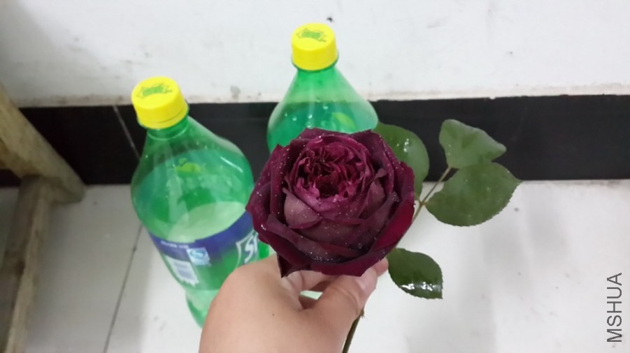 ��ѩ��ƿ��ɫ�Ա�
