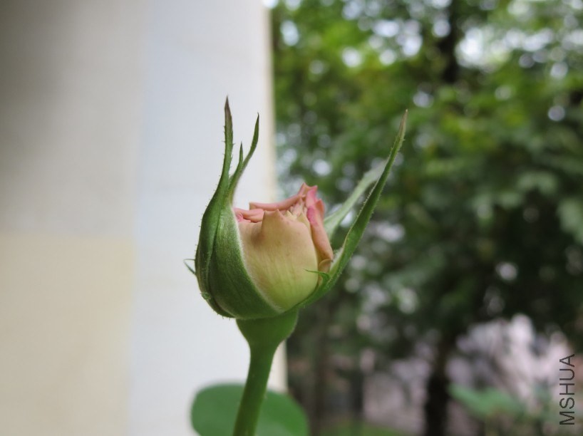 QQͼƬ20140504183633.jpg