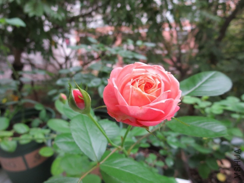 QQͼƬ20140504184536.jpg