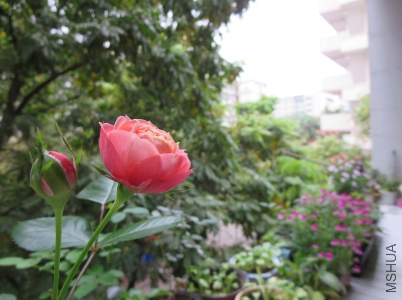 QQͼƬ20140504184628.jpg
