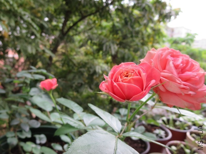QQͼƬ20140504184651.jpg