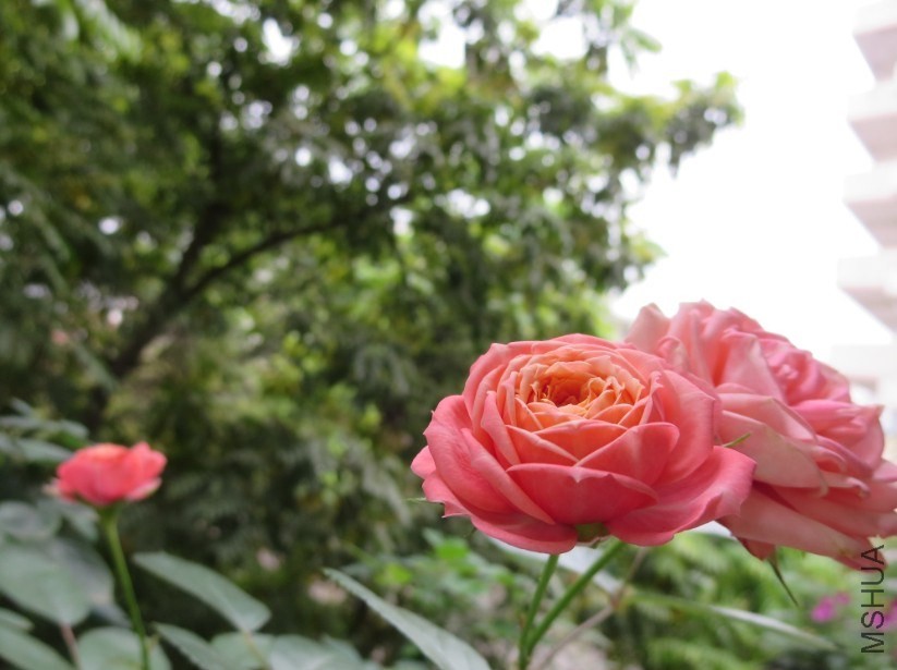 QQͼƬ20140504184727.jpg